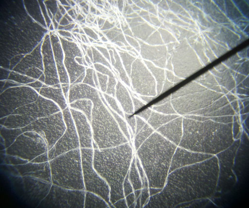 cotton fibers through microscope