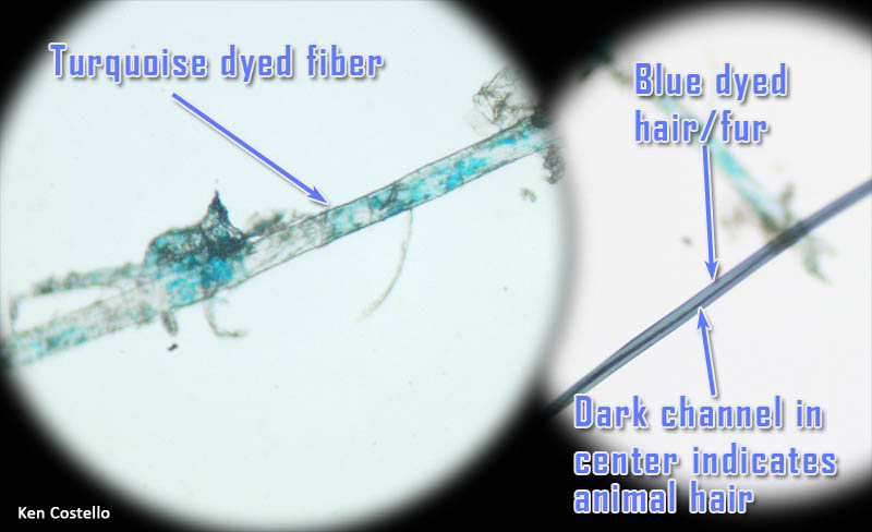 Hair and fiber under microscope