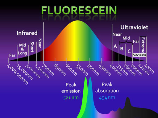 Fluorescein spectrum