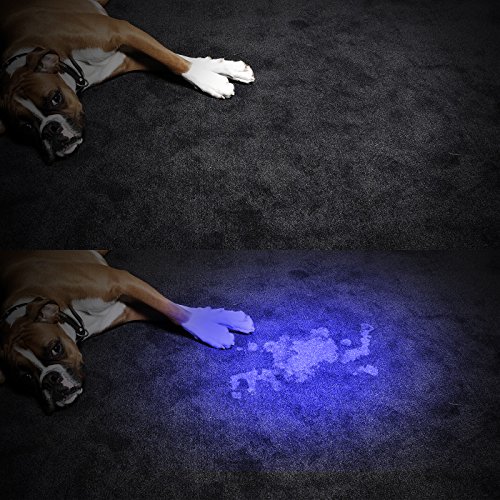 dog with urine stain UV 