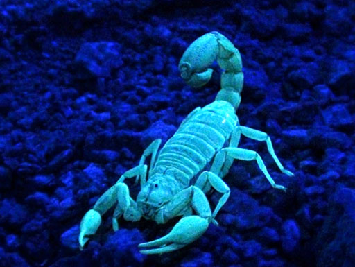 Scorpion glow