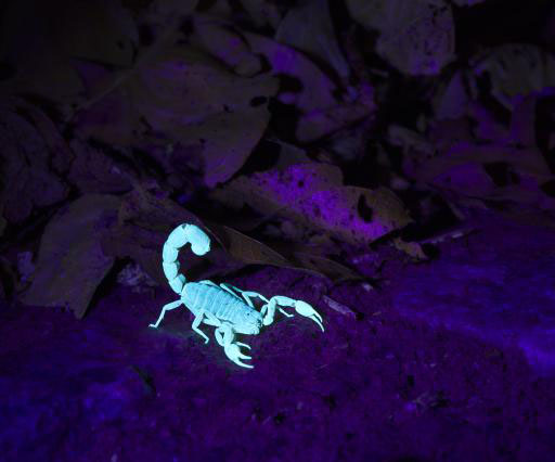 scorpion under uv light