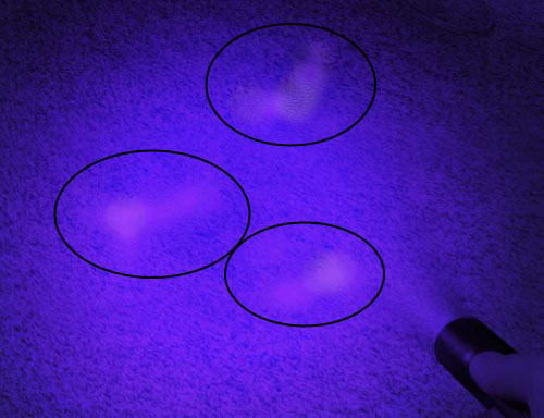 stains under UV light