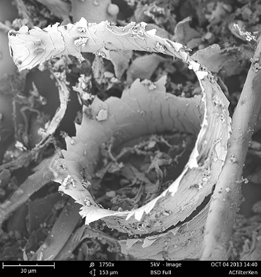 hair surface electron microscope