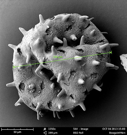 Pollen Electron microscope