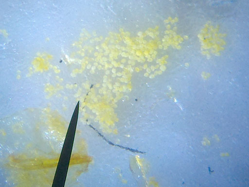 Pollen through miscroscope white background