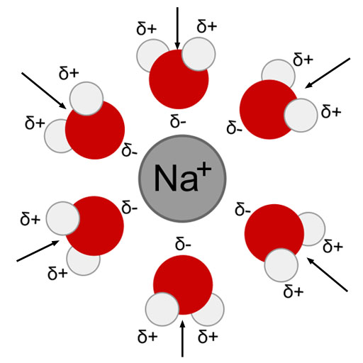 sodium ion surrounded by waters