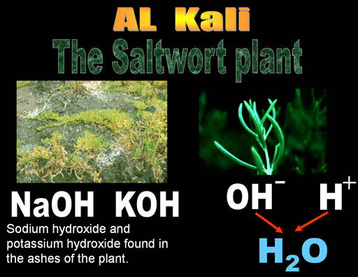 Akali saltwort plant