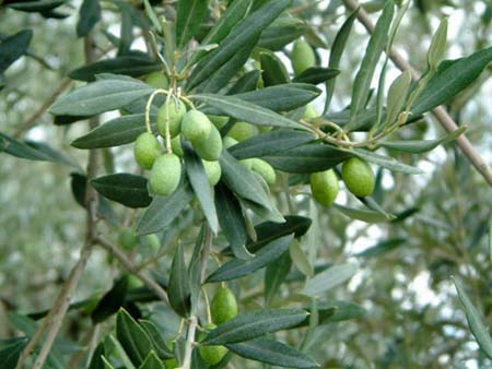 olives on vine