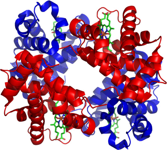 hemoglobin molecule