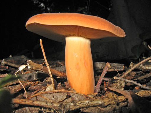 mushroom