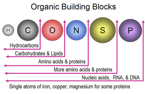 ch103-chapter-8-the-major-macromolecules-chemistry