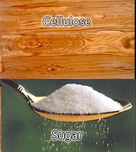 cellulose