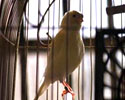 bird in cage